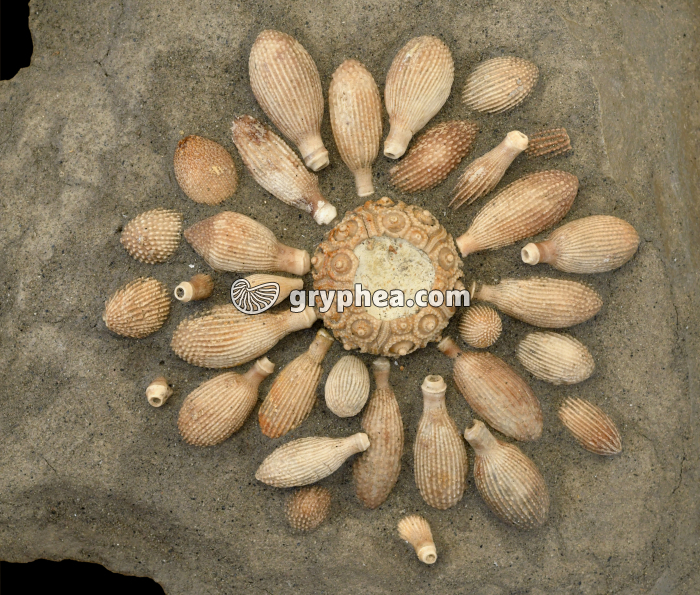 Oursin fossile avec radioles (Cidaropsis sp, après reconstitution, taille 110x115 mm) - gryphea.com